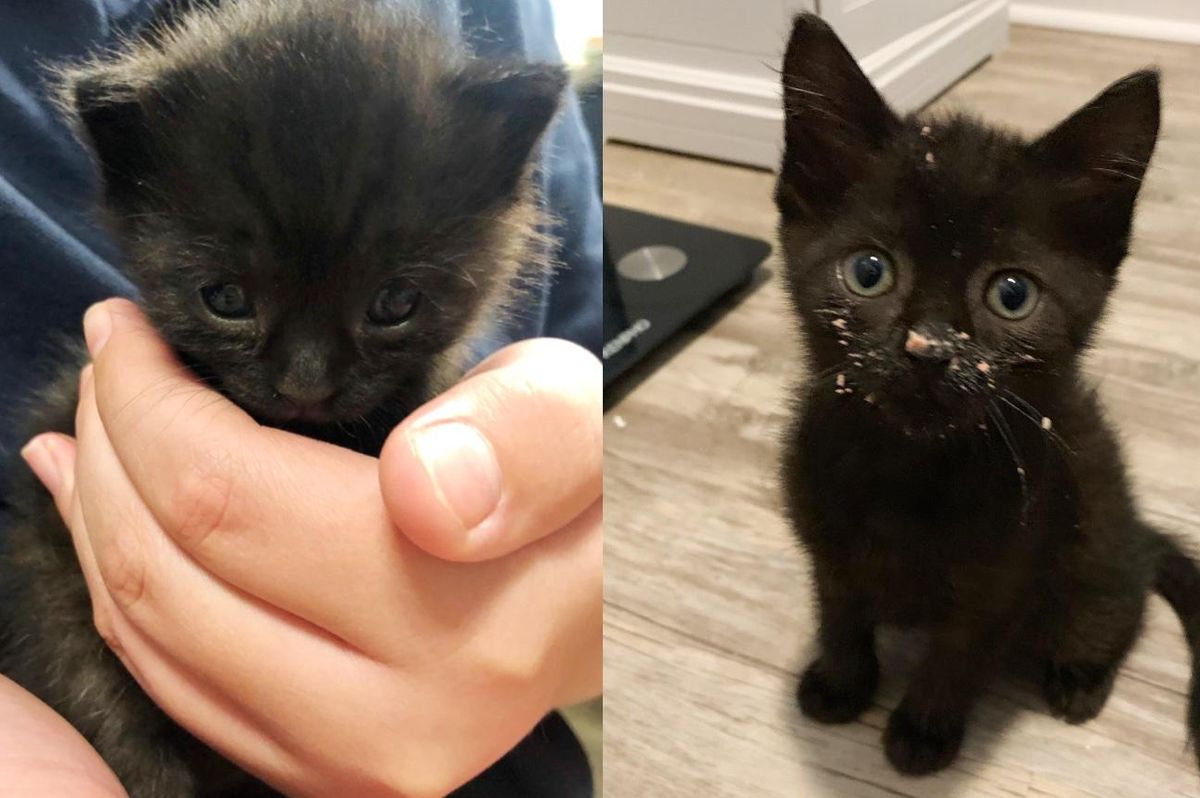 Family Took in Stray Kitten without Knowing They Needed Her Just as Much as She did Them