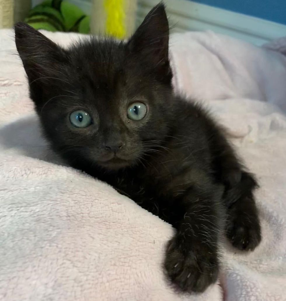 cuddly black kitten