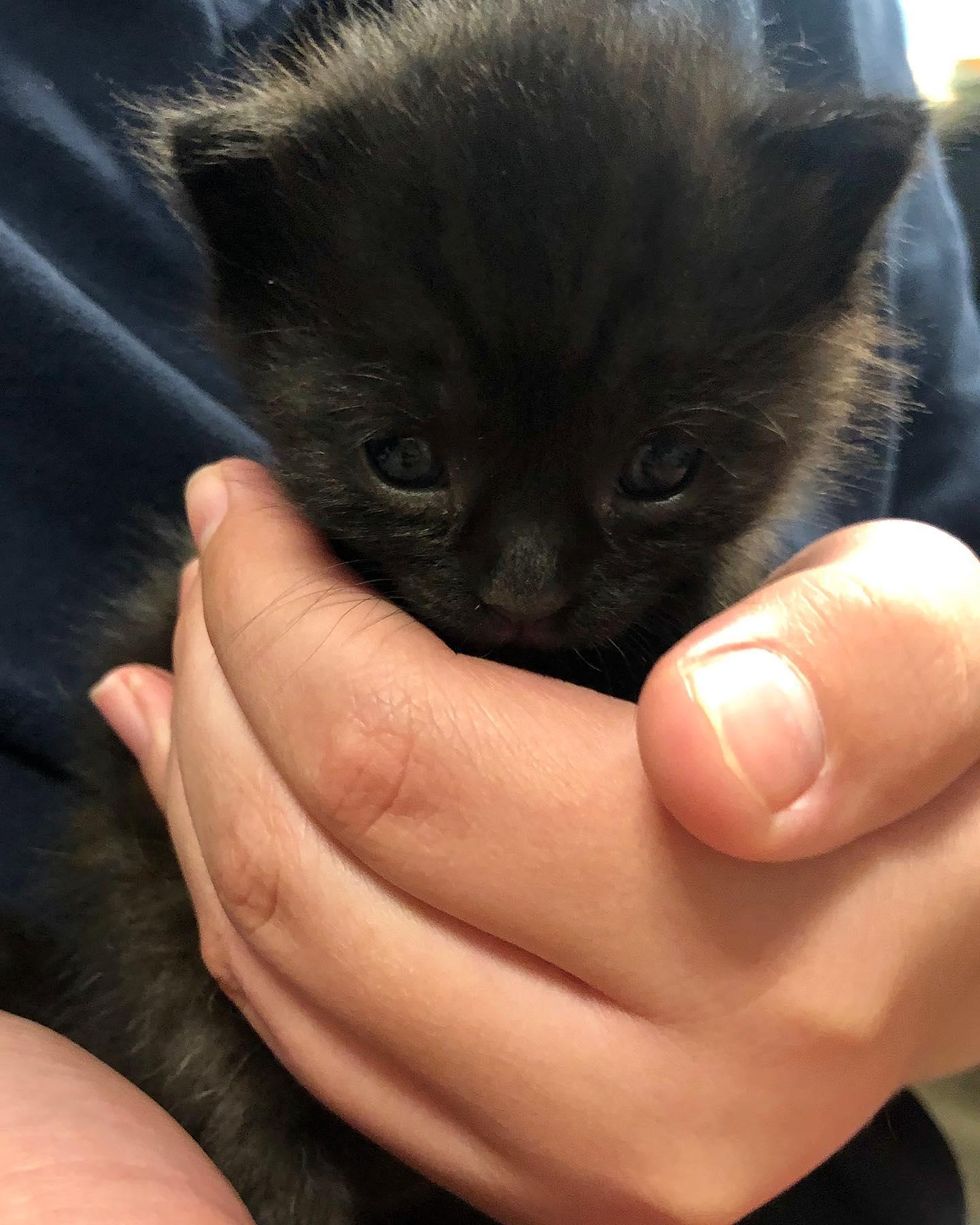 holding tiny kitten