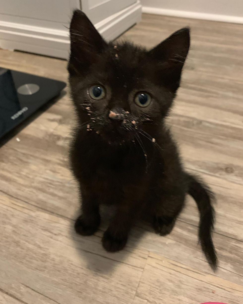 kitten food face