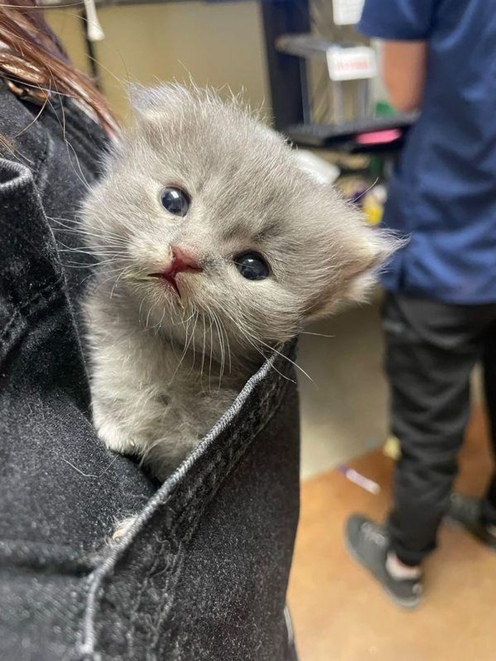 pocket kitten fluffy