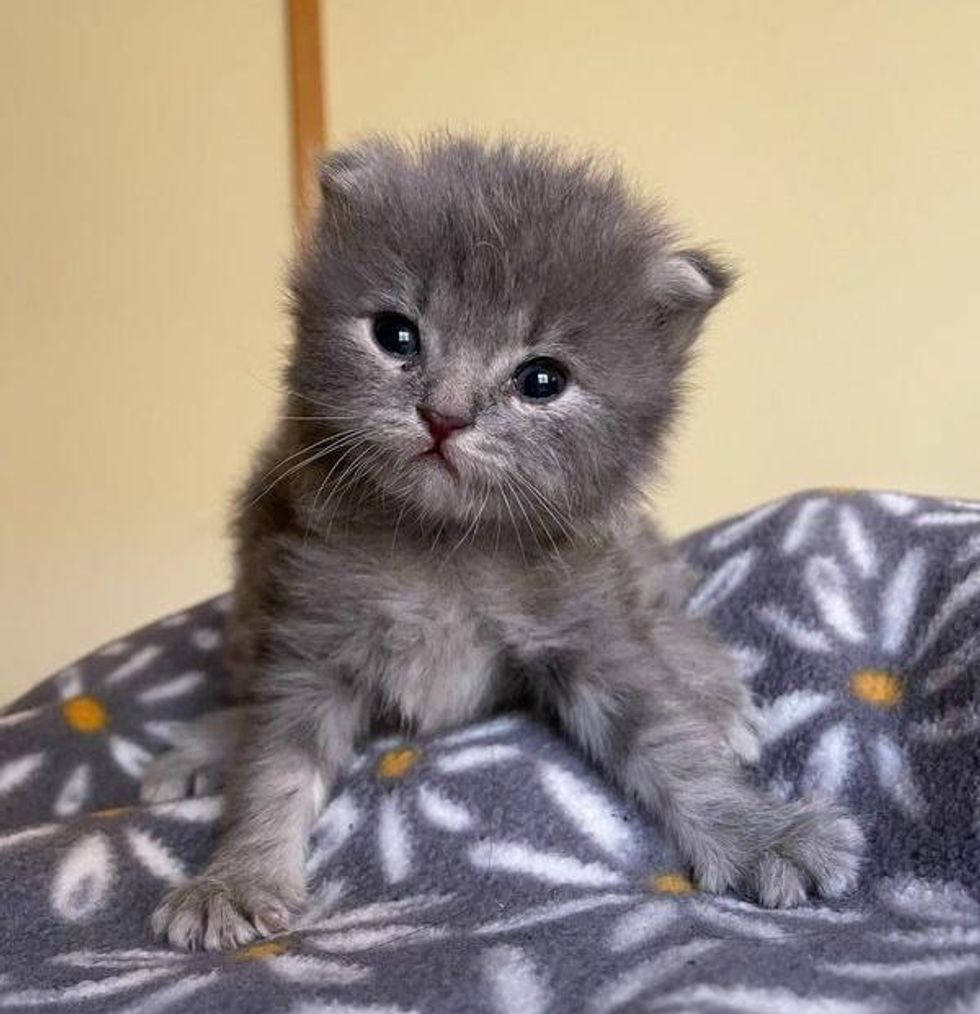 fluffy grey kitten