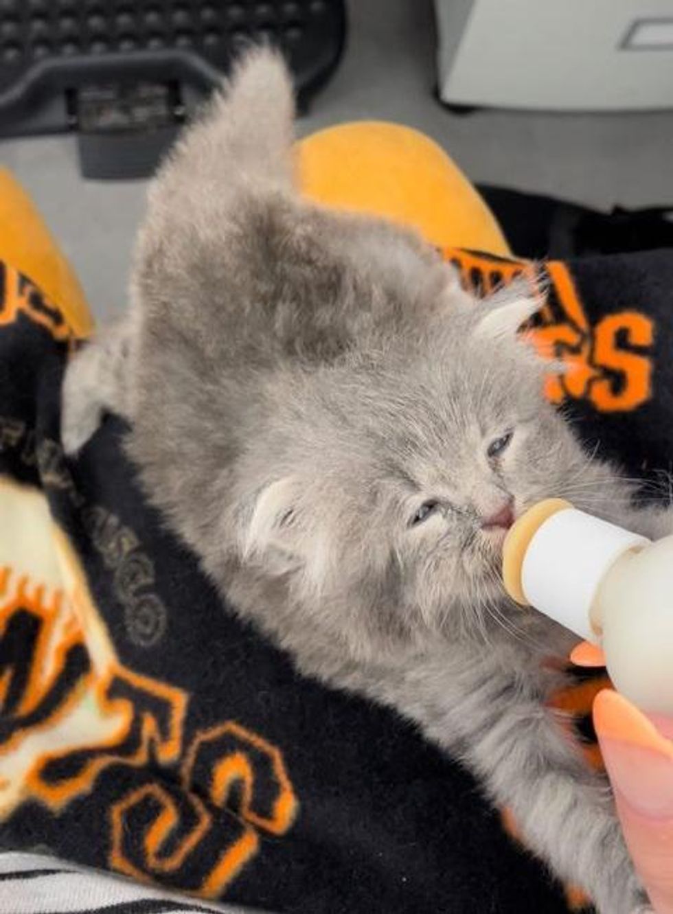 bottle feeding kitten