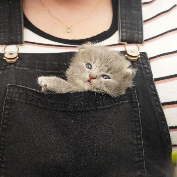 kitten in pocket overalls