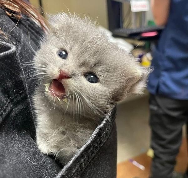 tiny fluffy pocket kitten