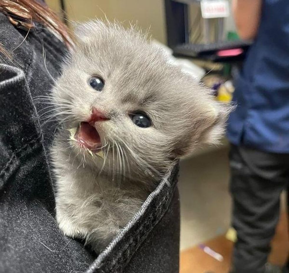 tiny fluffy pocket kitten
