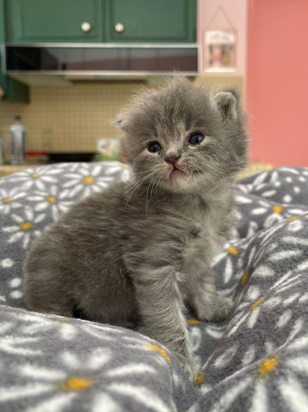 fluffy grey kitten hair