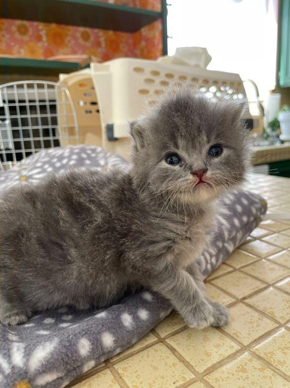 fluffy grey kitten lavender