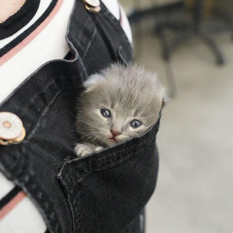 tiny pocket kitten