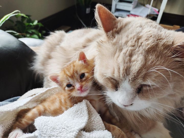 cat snuggles kitten