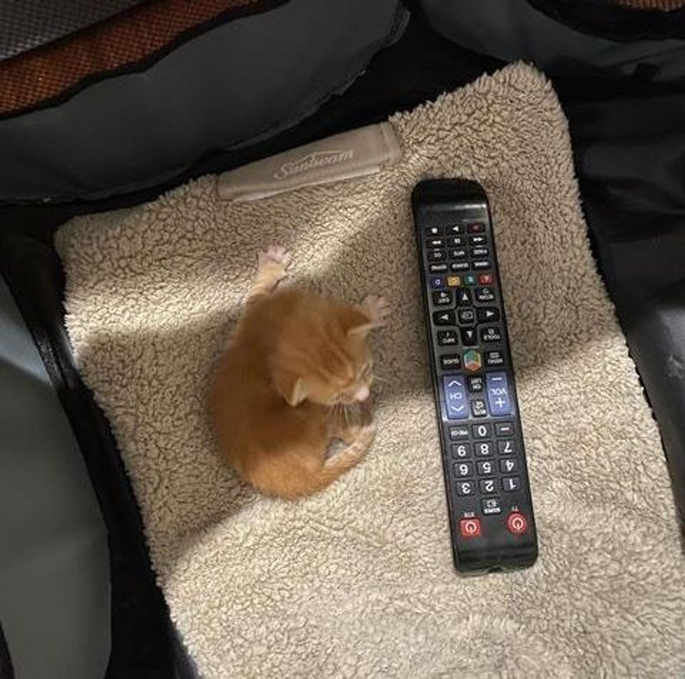 abandoned kitten, kitten size of remote