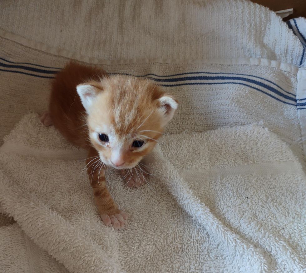 tabby orange kitten
