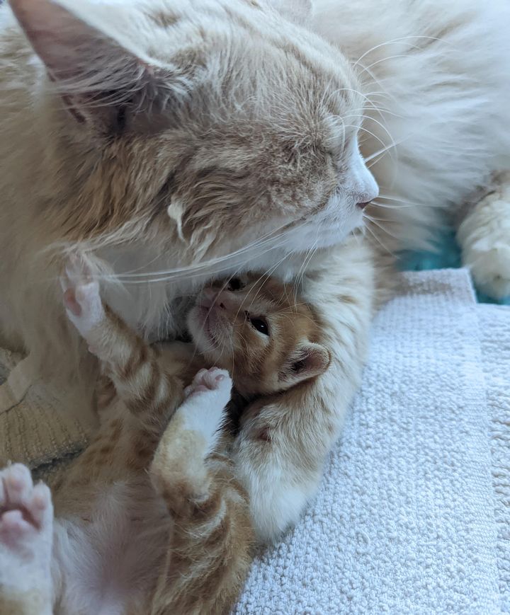 cuddling kitten cat