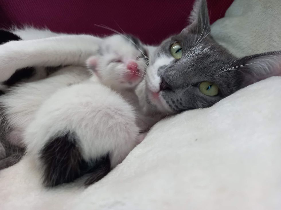 cat mom hugs kitten