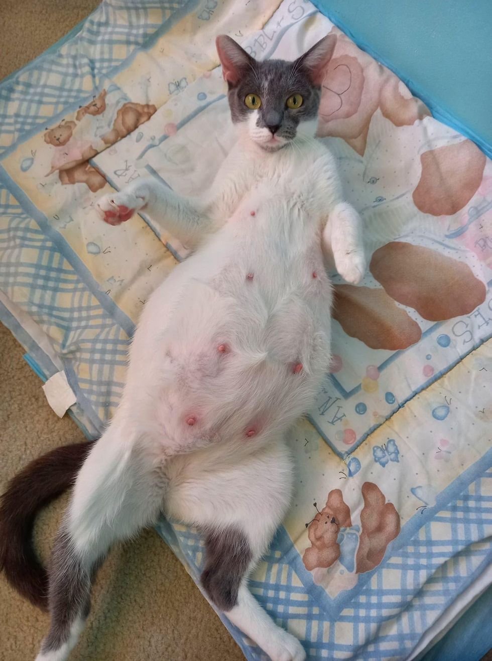 pregnant cat