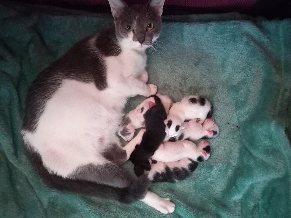 cat newborn kittens