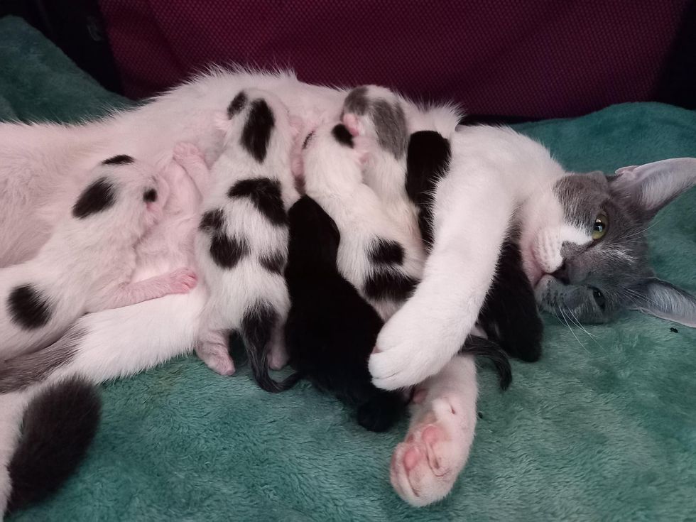 kittens nursing on cat