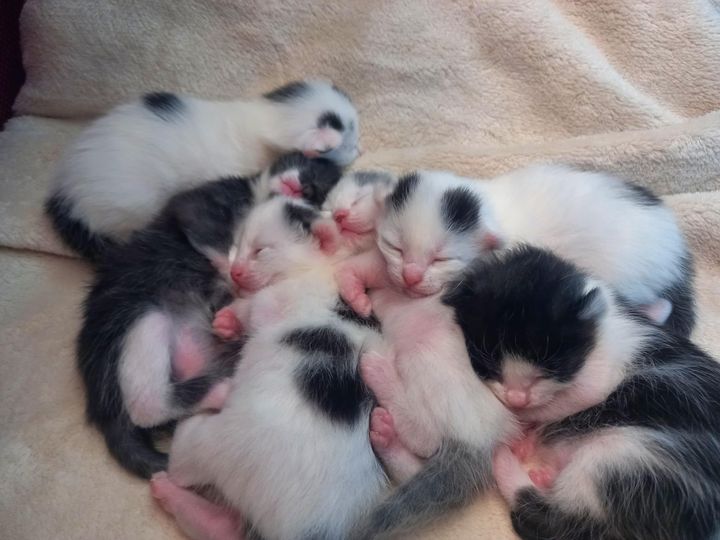 pile of kittens