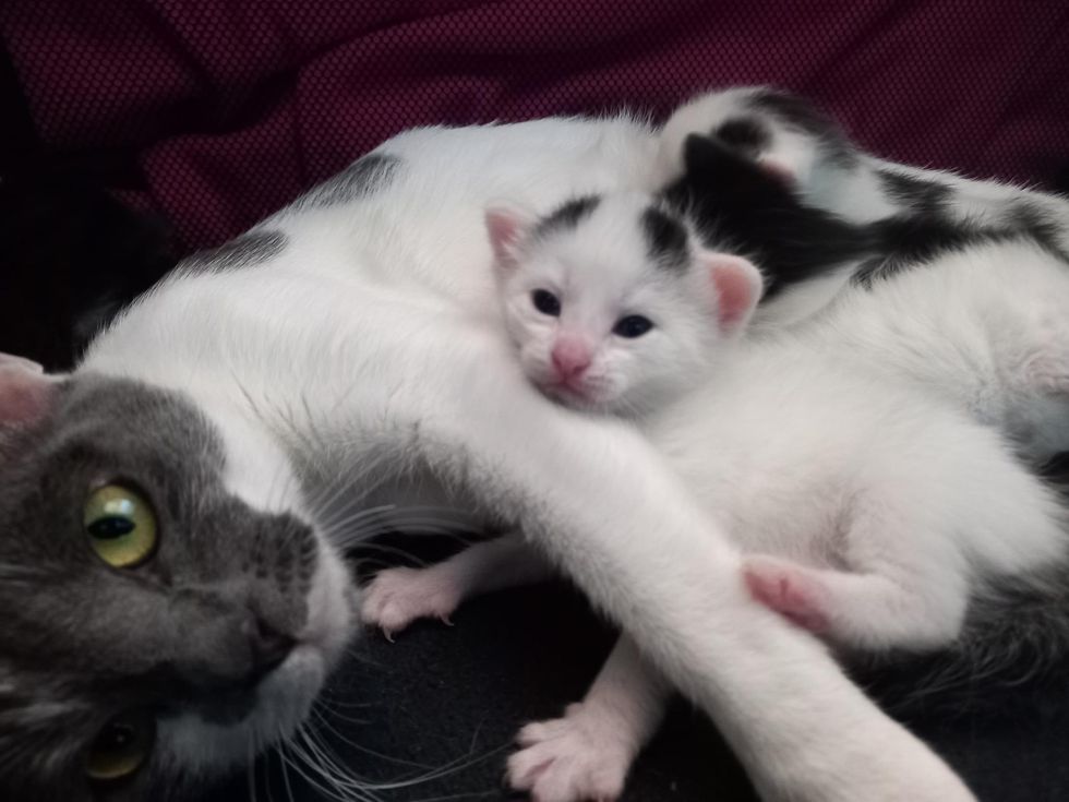 cat hugs kitten