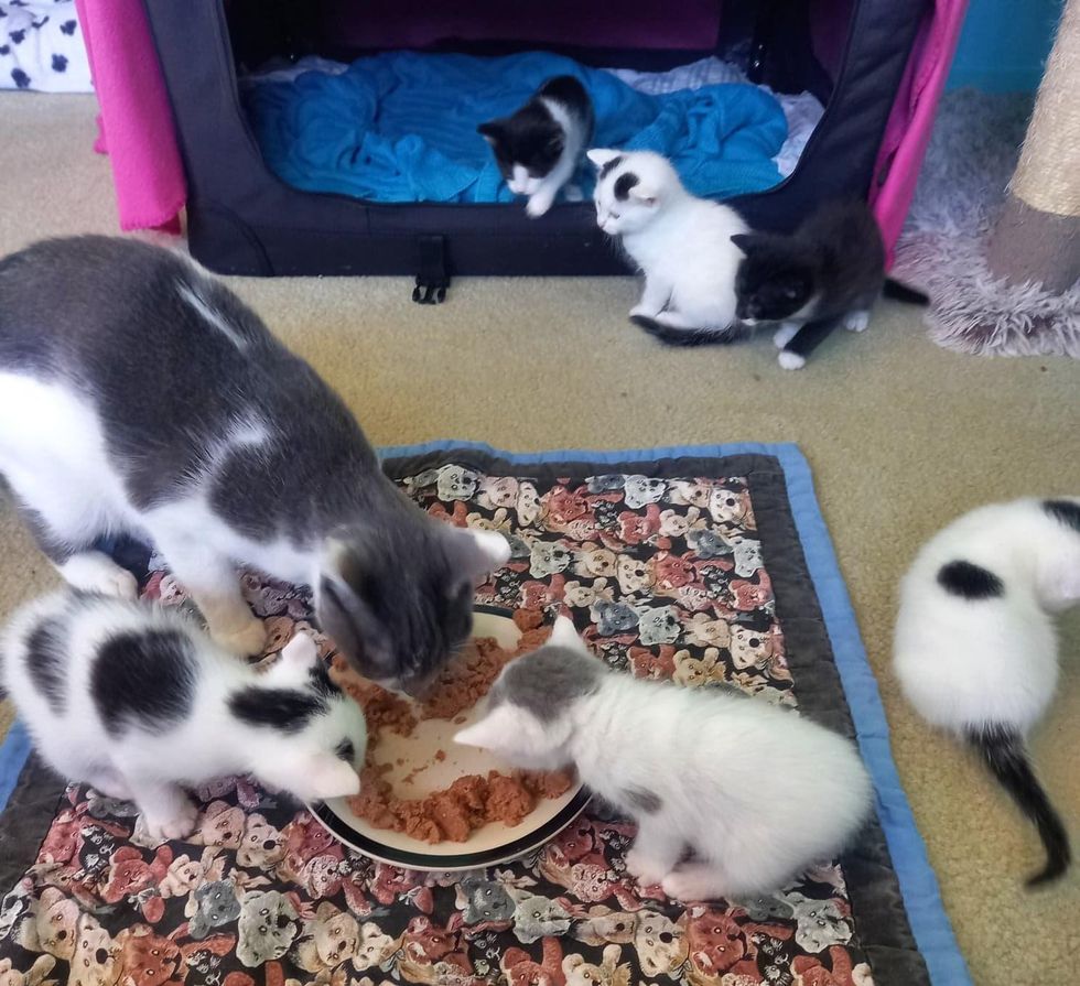 cat kittens eating