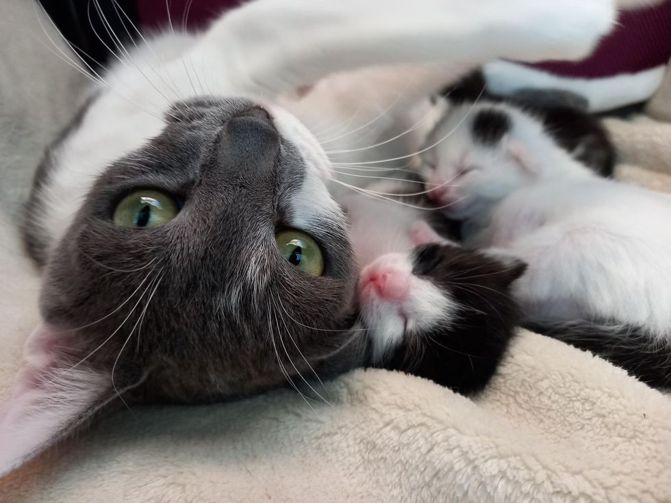 cat snuggles kittens