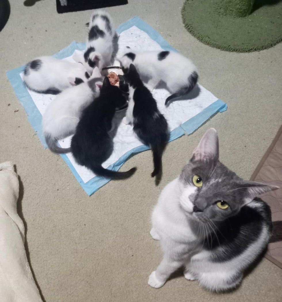 cat mom kittens