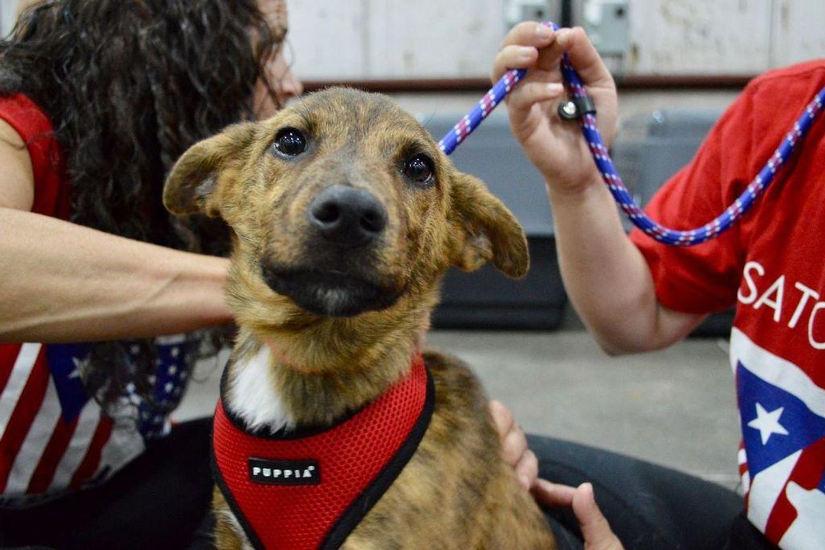Tito's airflights 300 stray pets from Puerto Rico to find 'furever' homes on the mainland