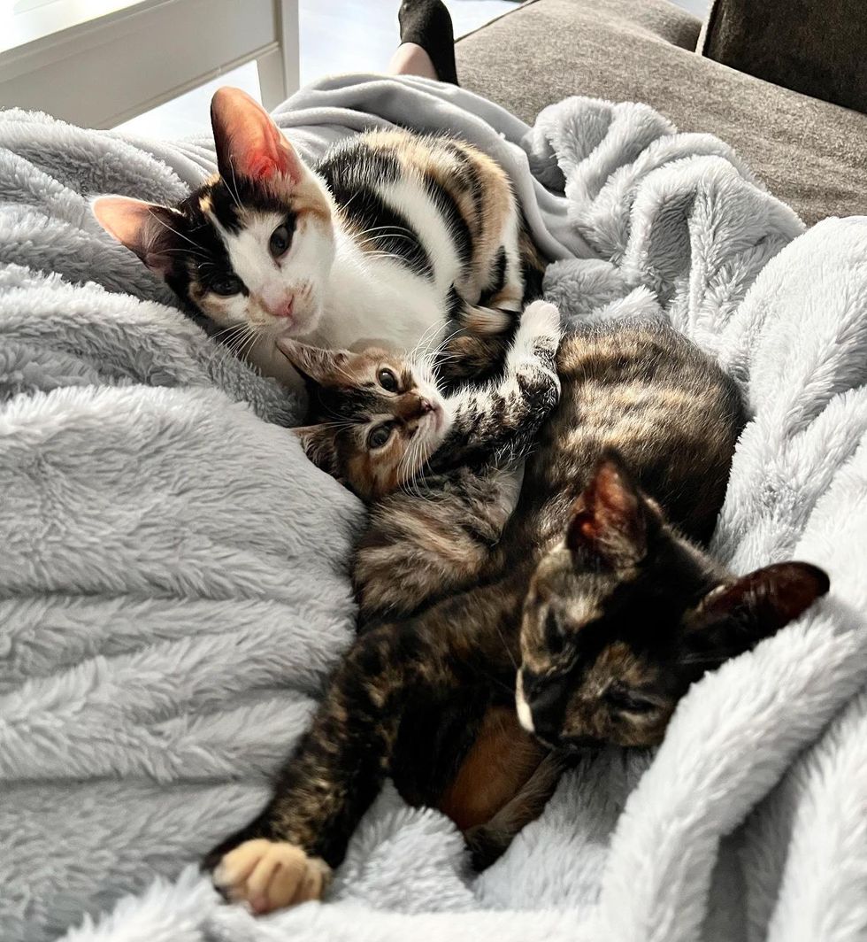 kittens snuggling