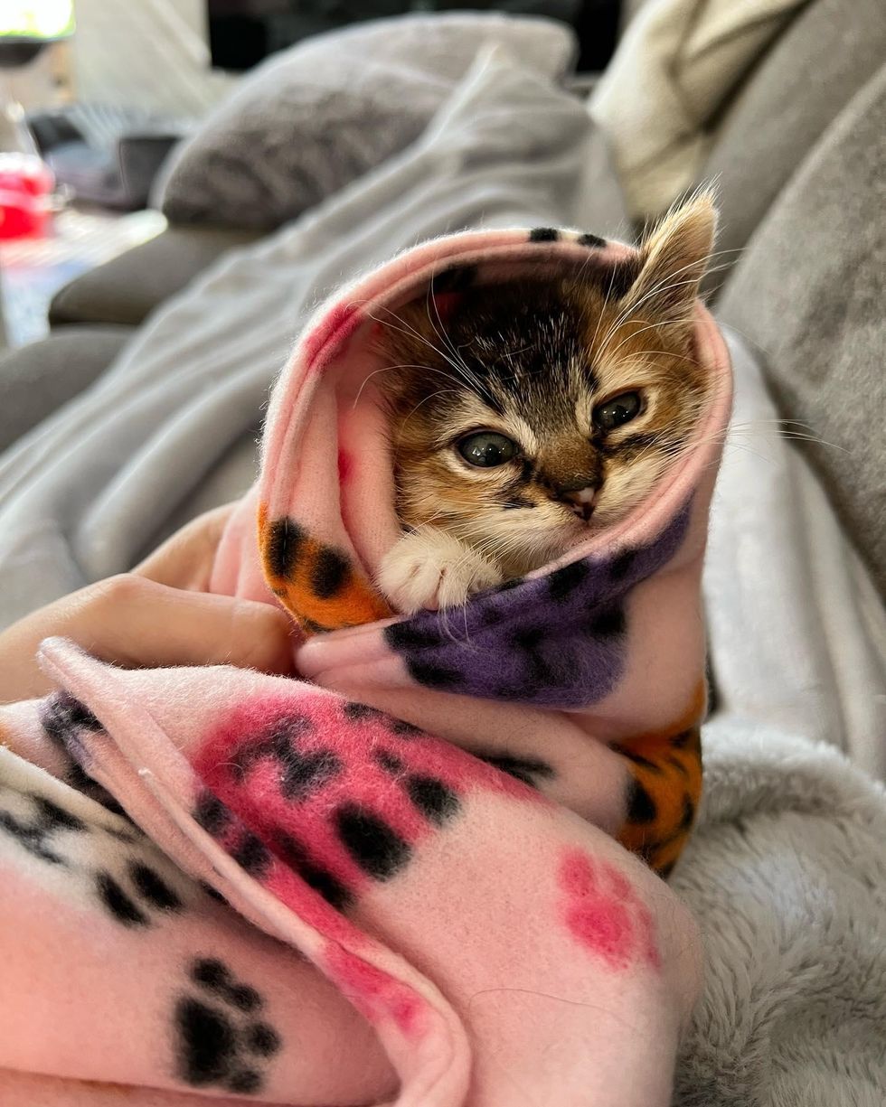 kitten wrapped in blanket