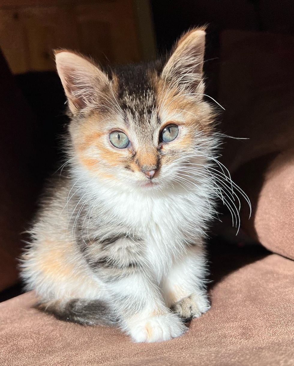 sunbathing fluffy kitten