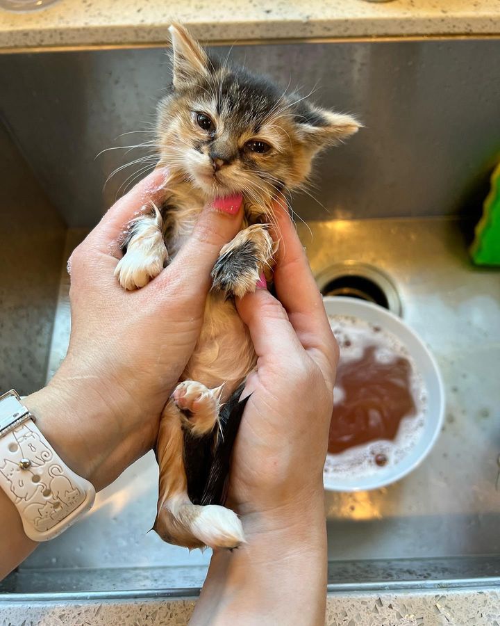 kitten bath