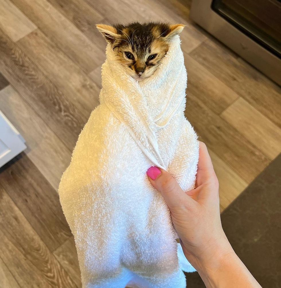 purrito kitten