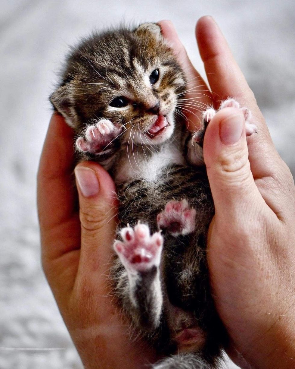handful of kitten