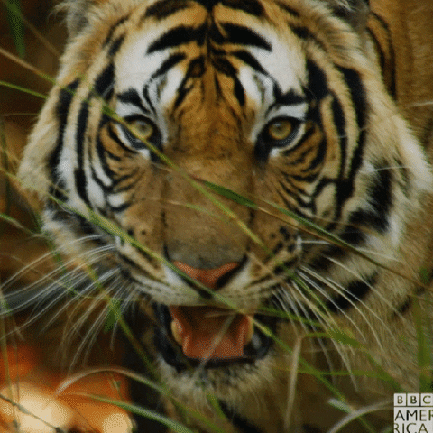 tigers endangered