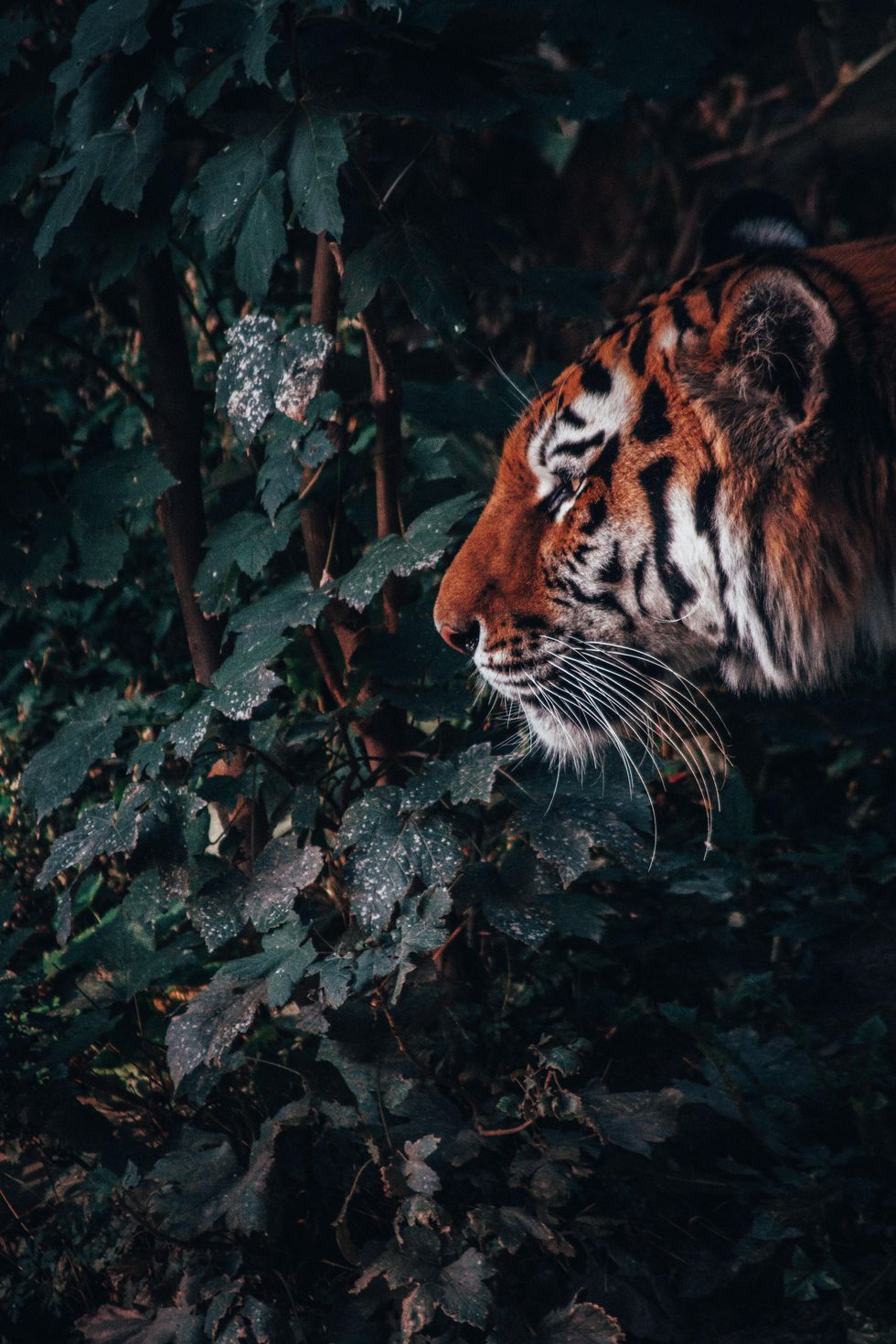 tiger population increase, tiger poaching