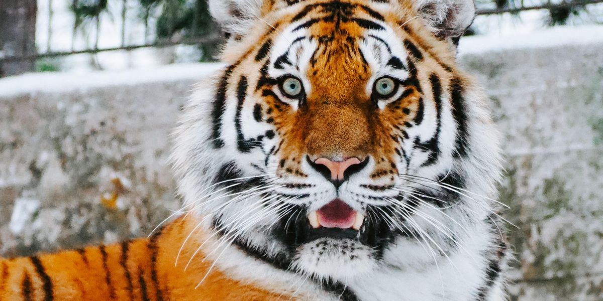 Tiger populations exponentially increase in Asia and Nepal - Vimarsana News