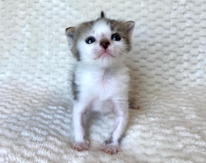 tiny kitten rescue
