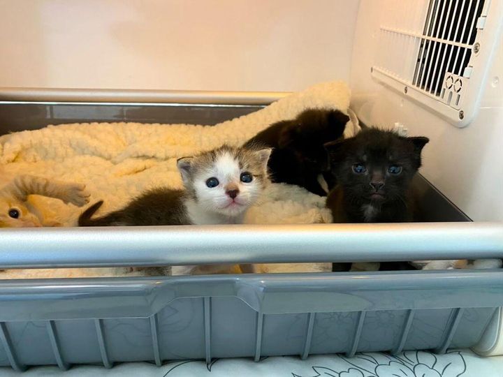 kittens in incubator