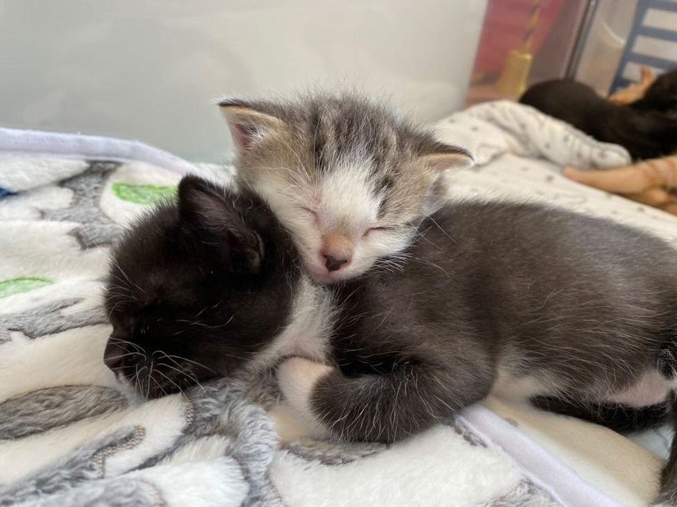 snuggly sleeping kittens