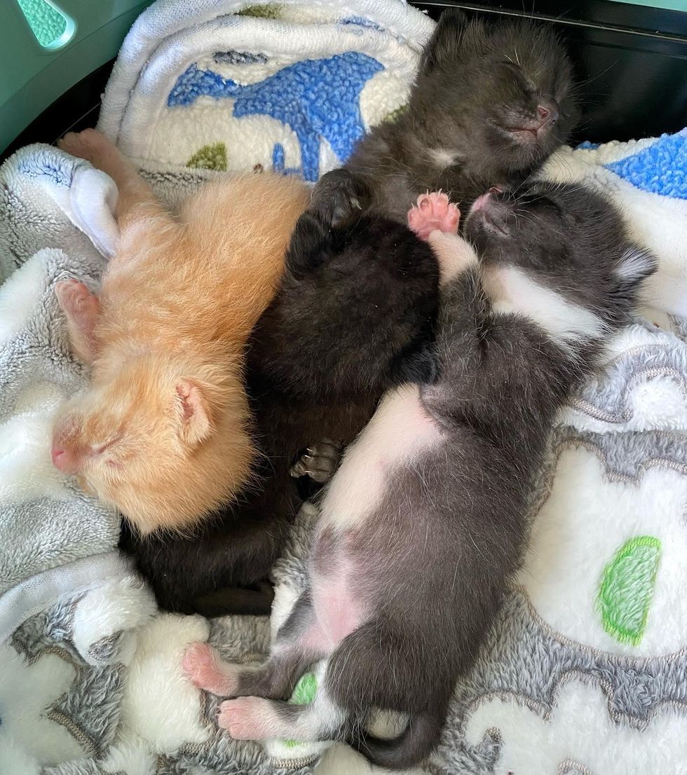 sleeping baby kittens
