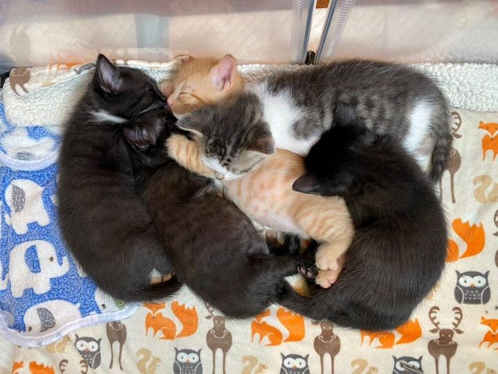 sleeping pile of kittens