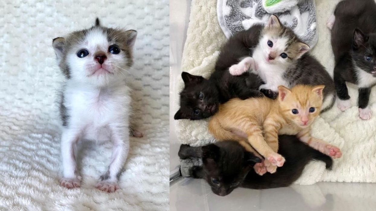 Lonesome Kitten Comes Running to a Litter of Four and Decides He'll Be Their New Brother