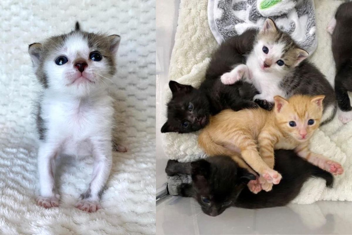 Lonesome Kitten Comes Running to a Litter of Four and Decides He'll Be Their New Brother