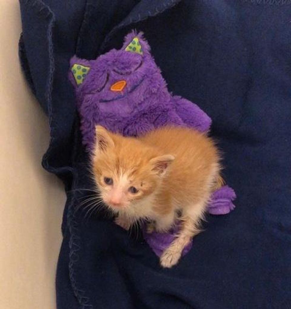 kitten snuggle toy