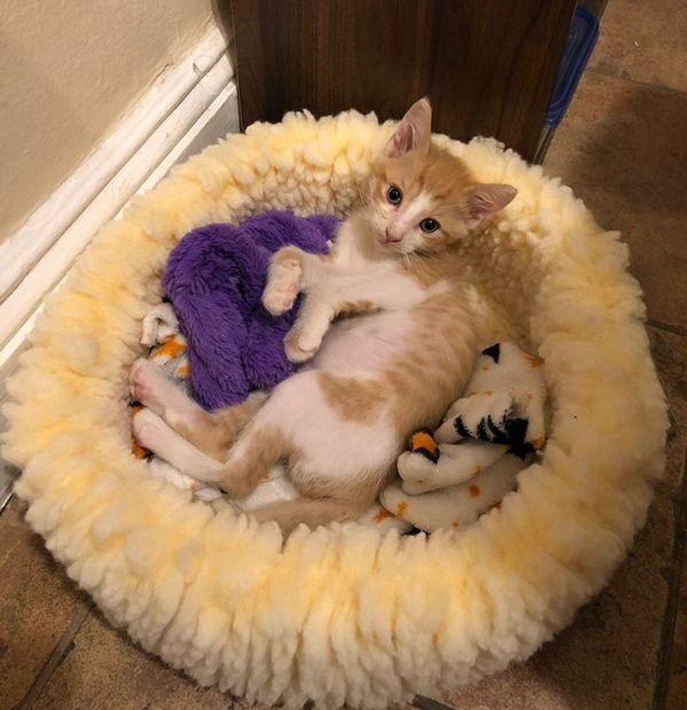 kitten cat bed
