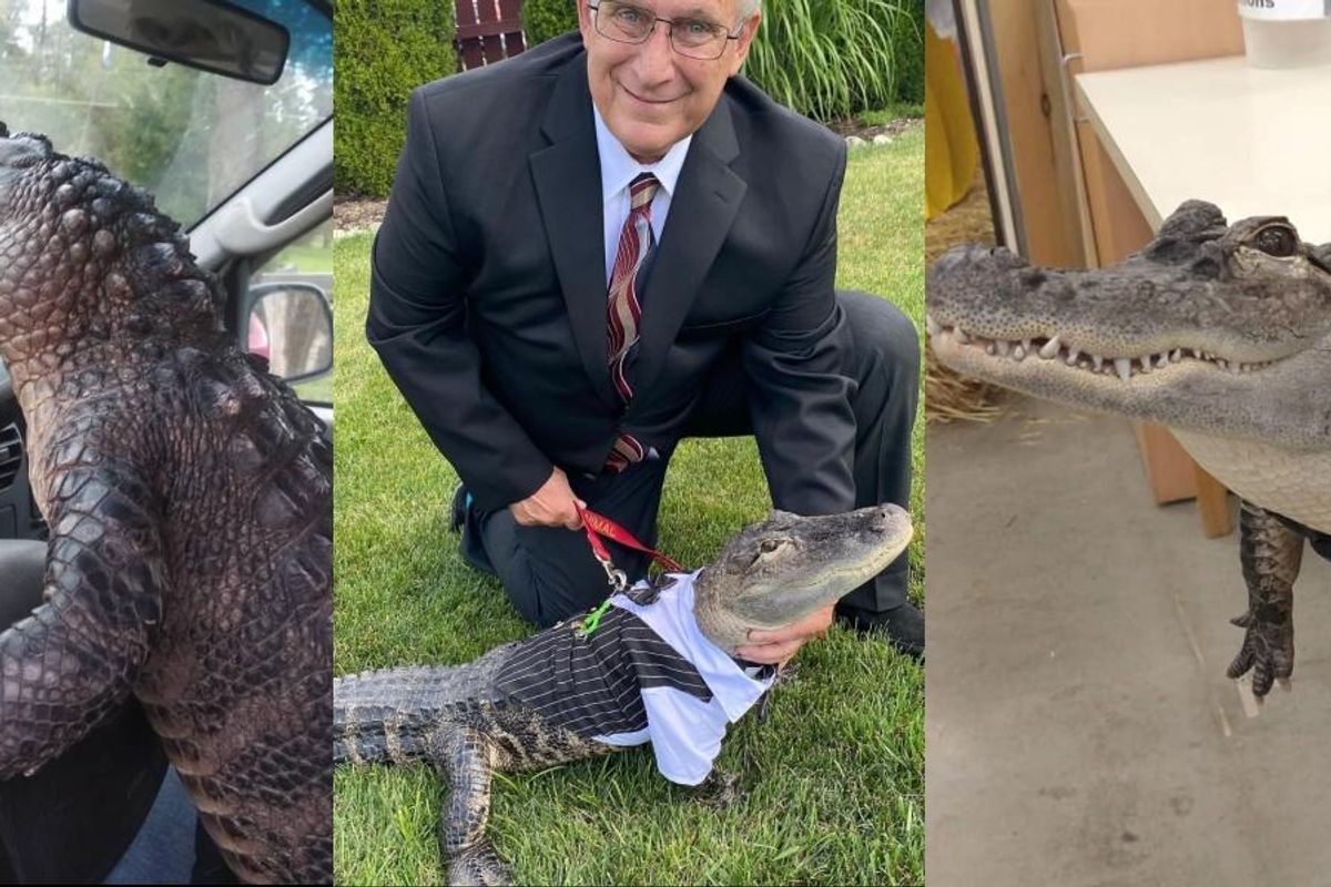 Man adopts Wally as his 'emotional support alligator' and they've become the best of friends