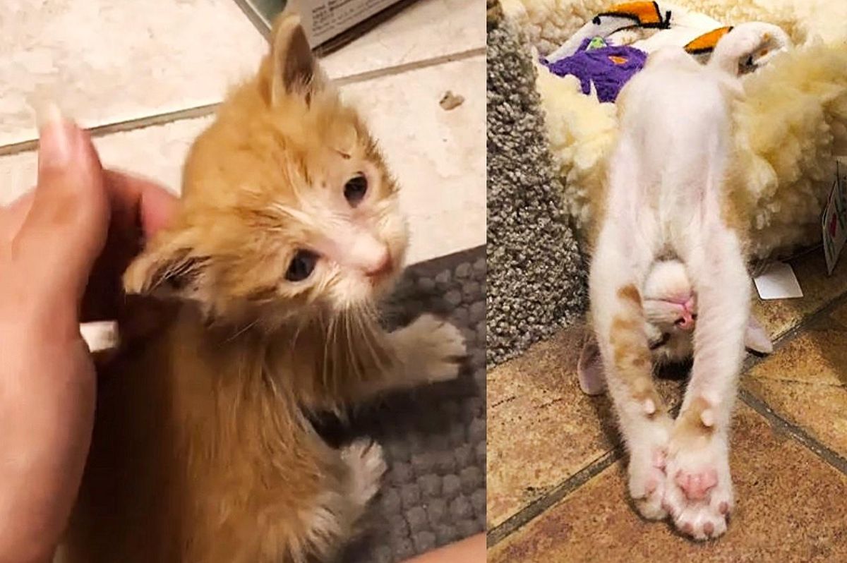 Kitten Found in the Basement of a Building Gets Complete Transformation and Happily-ever-after