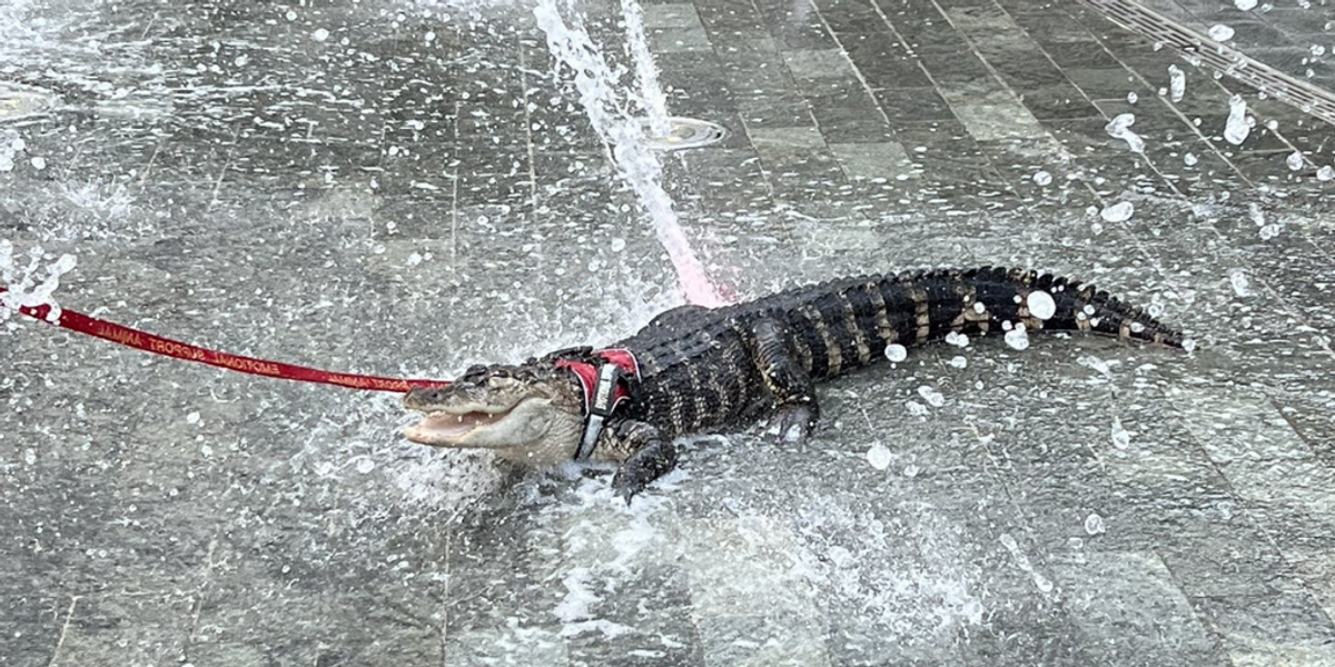 Twitter Erupts After Someone Brought Their 'Emotional Support Alligator' To A Philadelphia Park