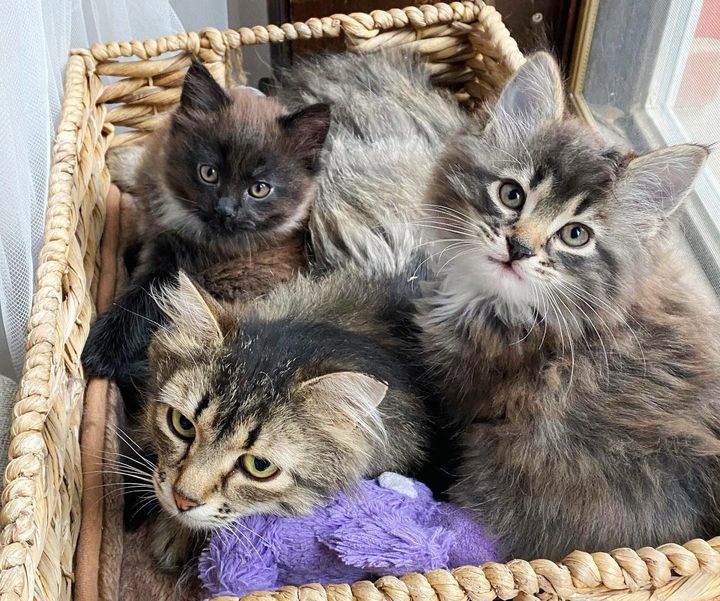 cat kittens snuggling basket