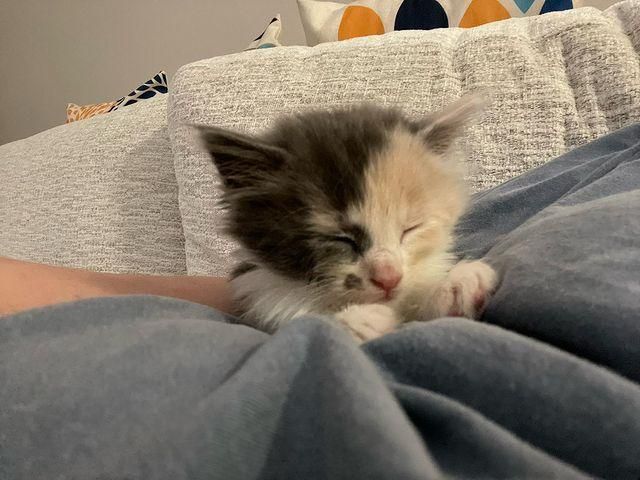 kitten sleeping snuggly